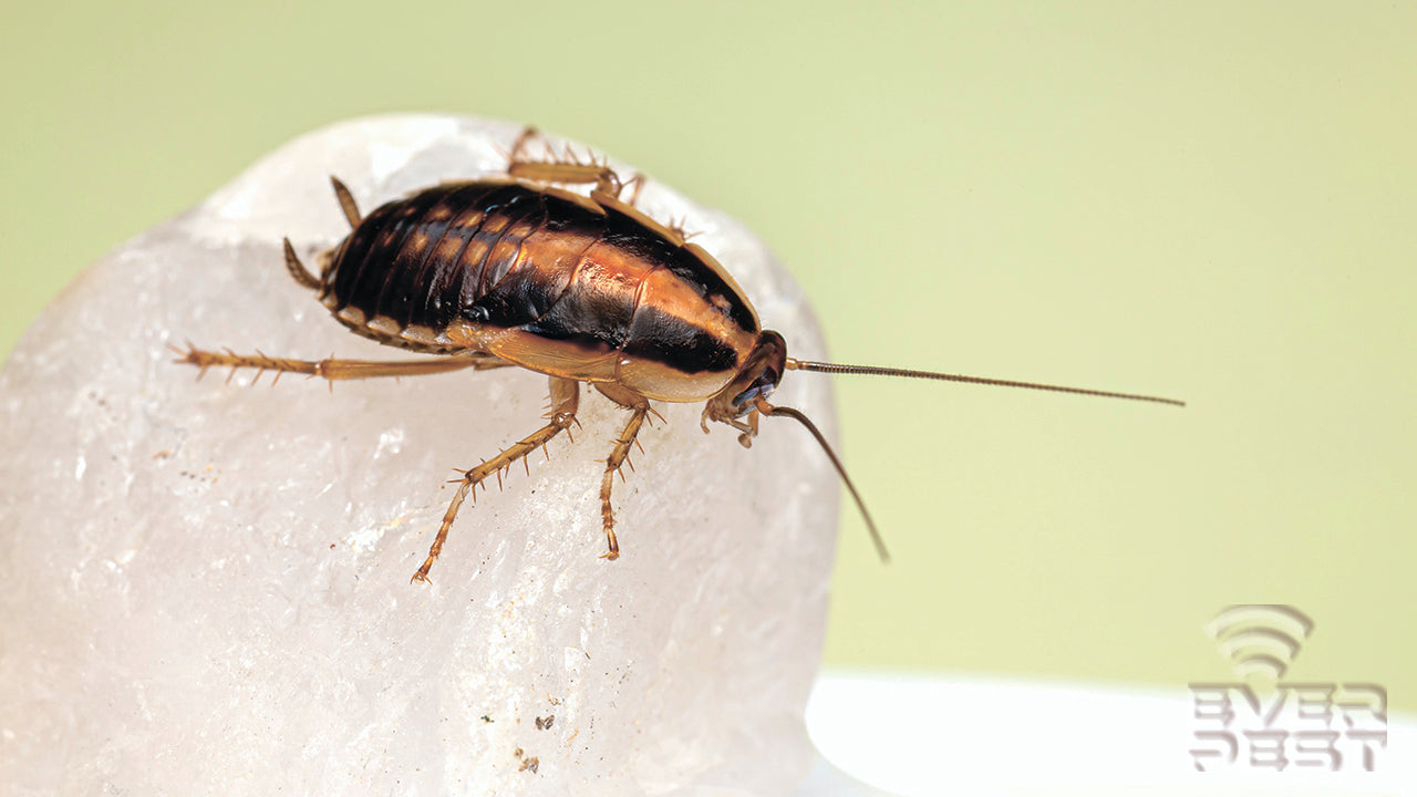 How To Get Rid Of Roaches Ever Pest