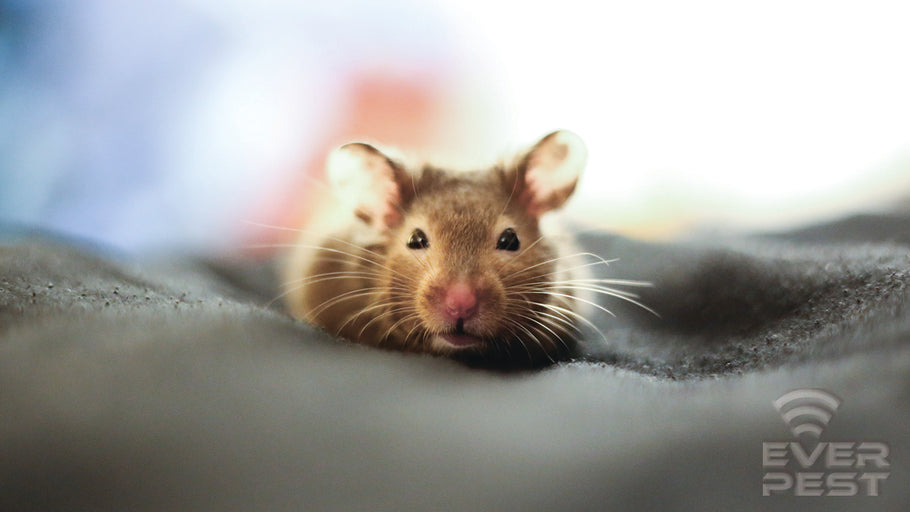 How to Get Rid of Mice in the House