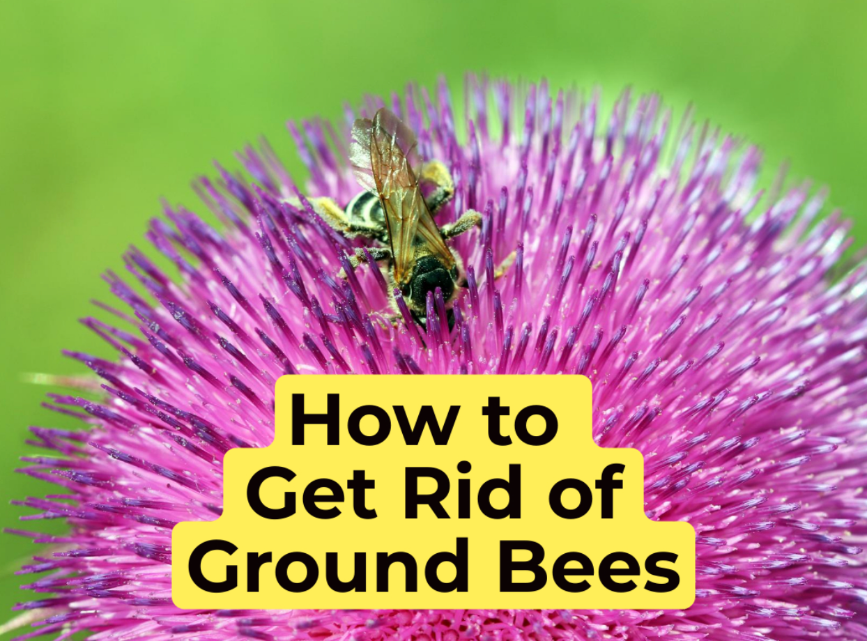Bee-Gone! How to Get Rid of Ground Bees in your Backyard