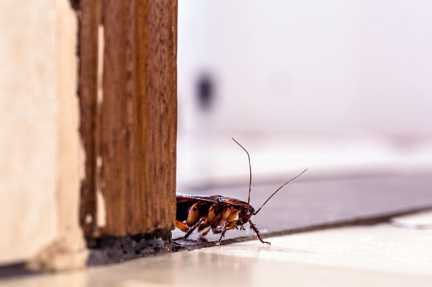 A cockroach standing behind a door