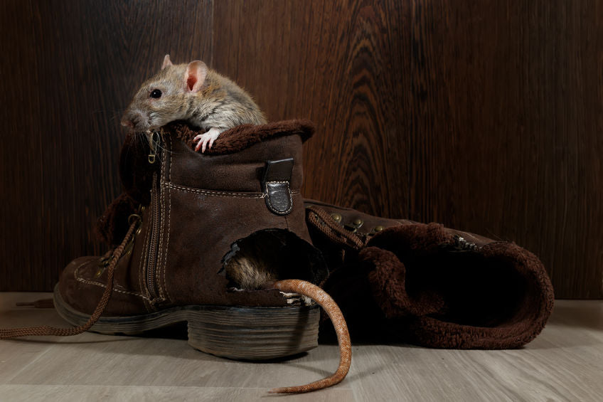 A rat in a boot. It has chewed a hole in the back of the boot to get inside of it. 