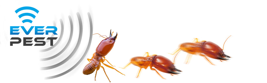 How to get rid of termites