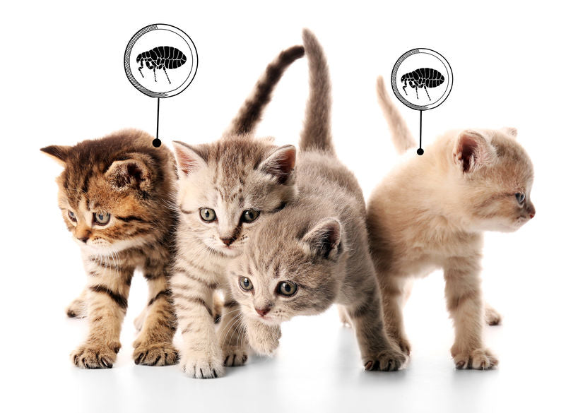 Your Pet Has Fleas: Now What?
