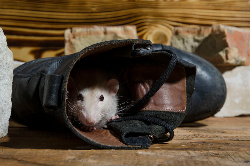 A rat hiding in a boot on the floor