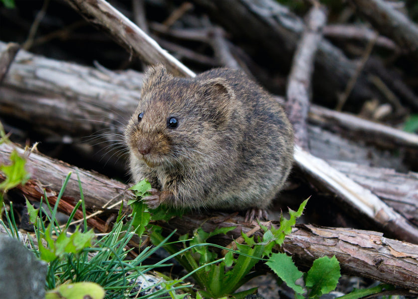 Four Things I Wish I’d Tried Before Buying an Ultrasonic Pest Control Device